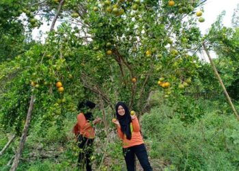 10 Januari diperingati Sebagai Hari Menanam Sejuta Pohon, ini Manfaat Kehadiran Pohon untuk Lingkungan